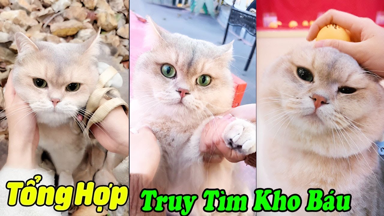 Tổng Hợp Truy Tìm Kho Báu Của MiMi P3 Tập Dài #thúcưng #vậtnuôi #animals  #funny #pets #cat #meo