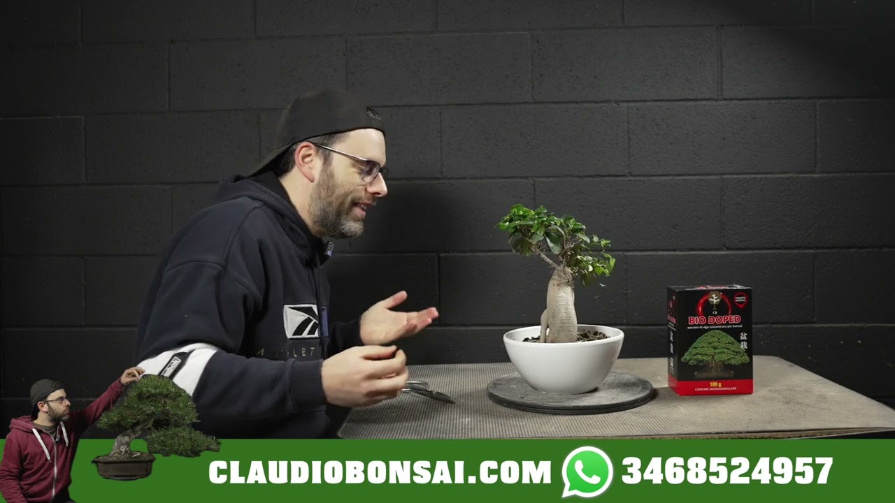 COME COLTIVARE UN FICUS BONSAI, NUOVA MASTERCLASS 2025