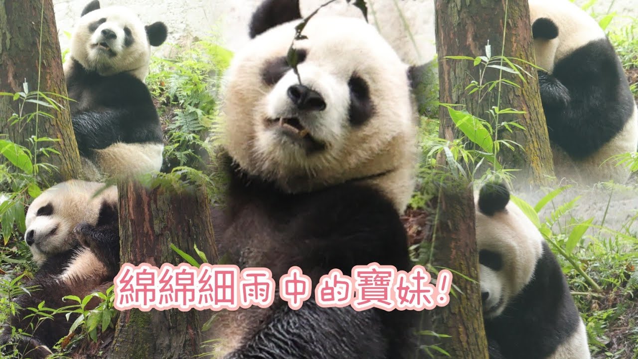春雨綿綿溼答答，圓寶妹整天樂在戶外場！20260306