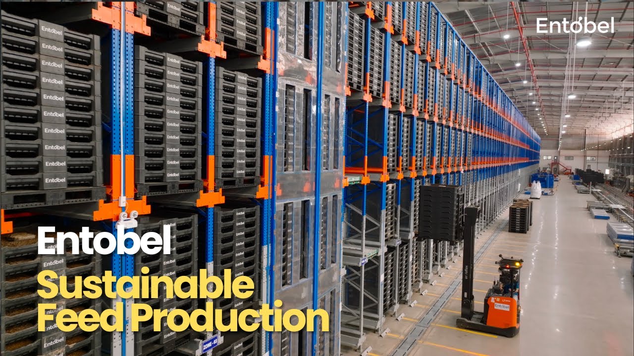 Dive Into the World of Entobel: Leading the Future of Sustainable Feed Production