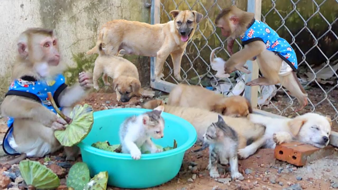 Monkey Achu always shares everything with a kitten and puppies