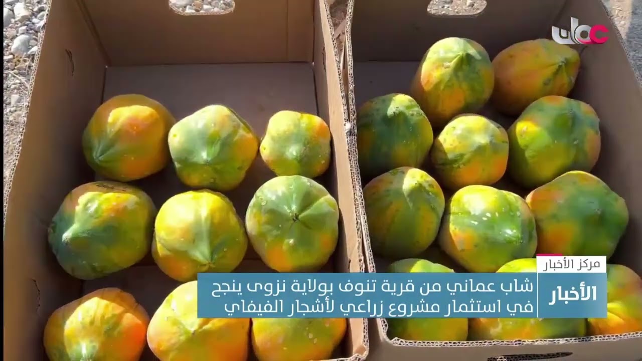 شاب عماني من قرية تنوف بولاية نزوى ينجح في استثمار مشروع زراعي لأشجار الفيفاي