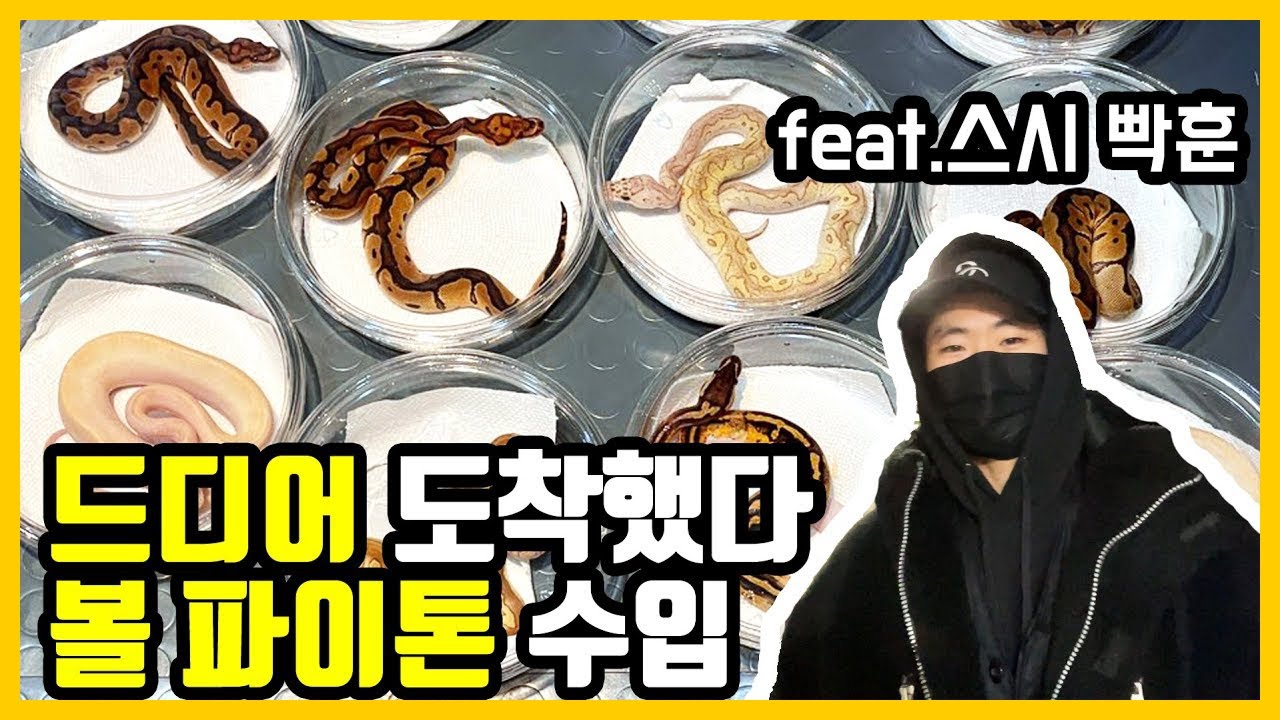 드디어 볼파이톤 수입 들어왔습니다 . (feat.스네이크 시티 빡훈) 모프설명은 덤