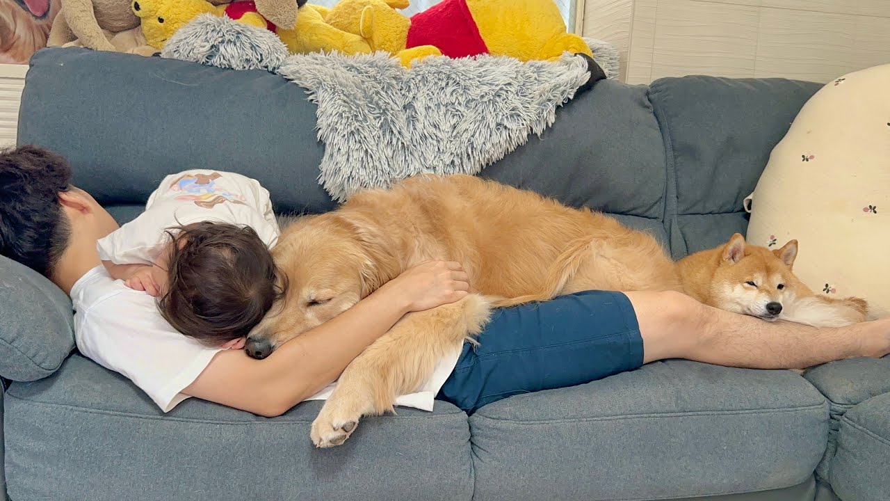 パパが寝ると当たり前のように重なり合っていく豆柴とゴールデンレトリバーと1歳児