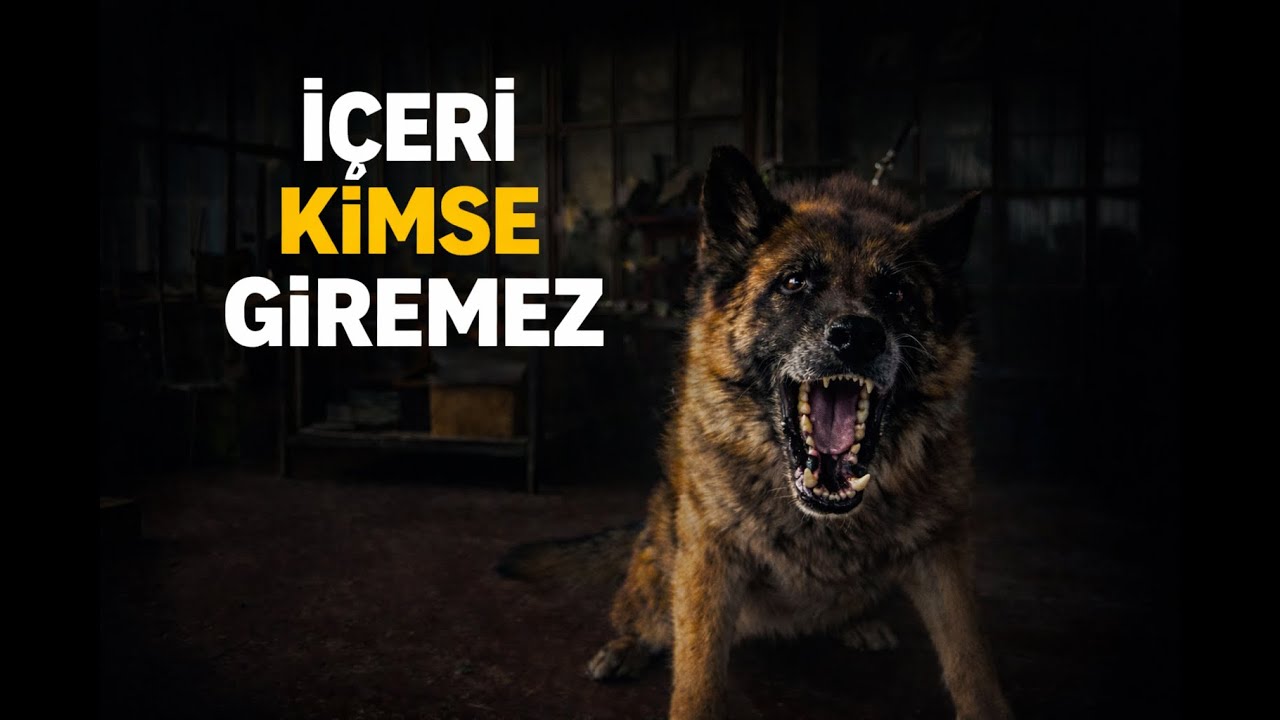 Bu Dükkânı Köpekler Koruyor | Safkan Alman Kurdu Üretimi