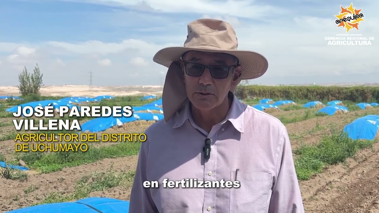 🌱🧅 Innovar en el campo da resultados