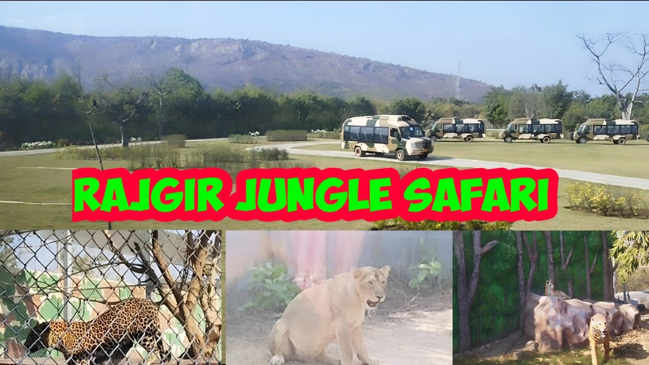 Rajgir Jungle Safari || Rajgir Wildlife Safari #rajgir #bihar 