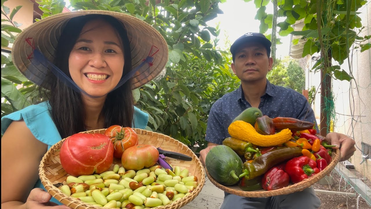 Bội Thu Táo Tàu Trái Dài Giòn Ngọt, Ớt Ngọt Dài, Bí, Cà Chua, Bầu, Mướp