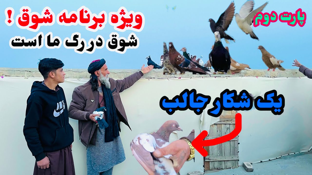 ویژه برنامه شوق با کاکاخواجه با یک شکار جالب بنینده باشید #شوق#کفتر#کابل#