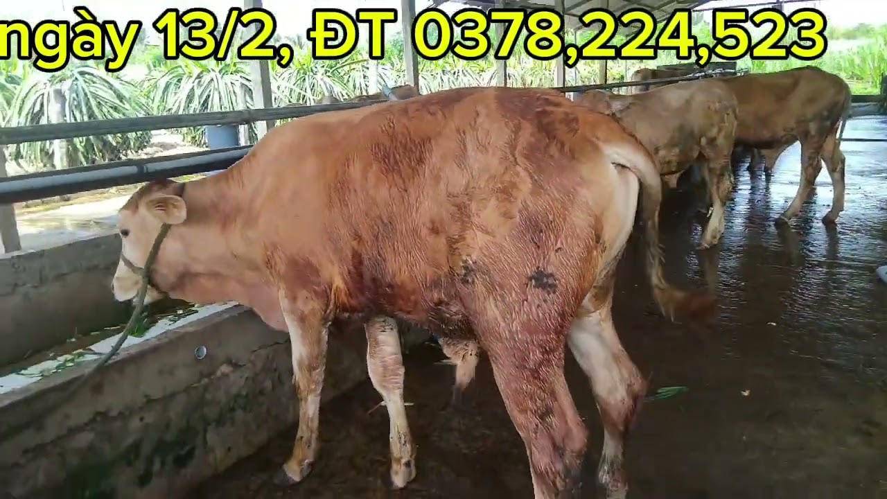 ĐT 0378,224,523, phú kiết, chợ gạo Tiền Giang, Bò giá rẻ 
