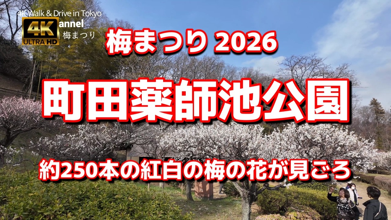 【街ブラ4K】【町田薬師池公園～梅まつり2026】ぶらぶら散歩【約250本の紅白の梅の花が見ごろ】【よく手入れのされた風情漂う古民家】「新東京百景」「東京都指定名勝」東京都町田市