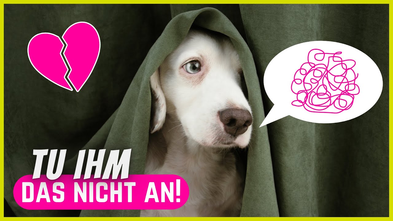 Dein Hund fürchtet, du könntest ihm DAS antun