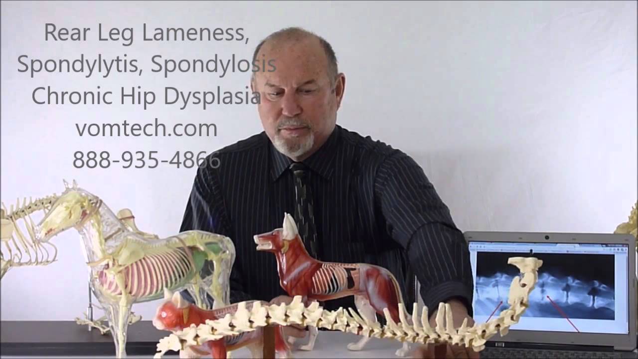 Rear Leg Lameness Spondylitis Spondylosis Chronic Hip Dysplasia Degenerative Myelopathy HB