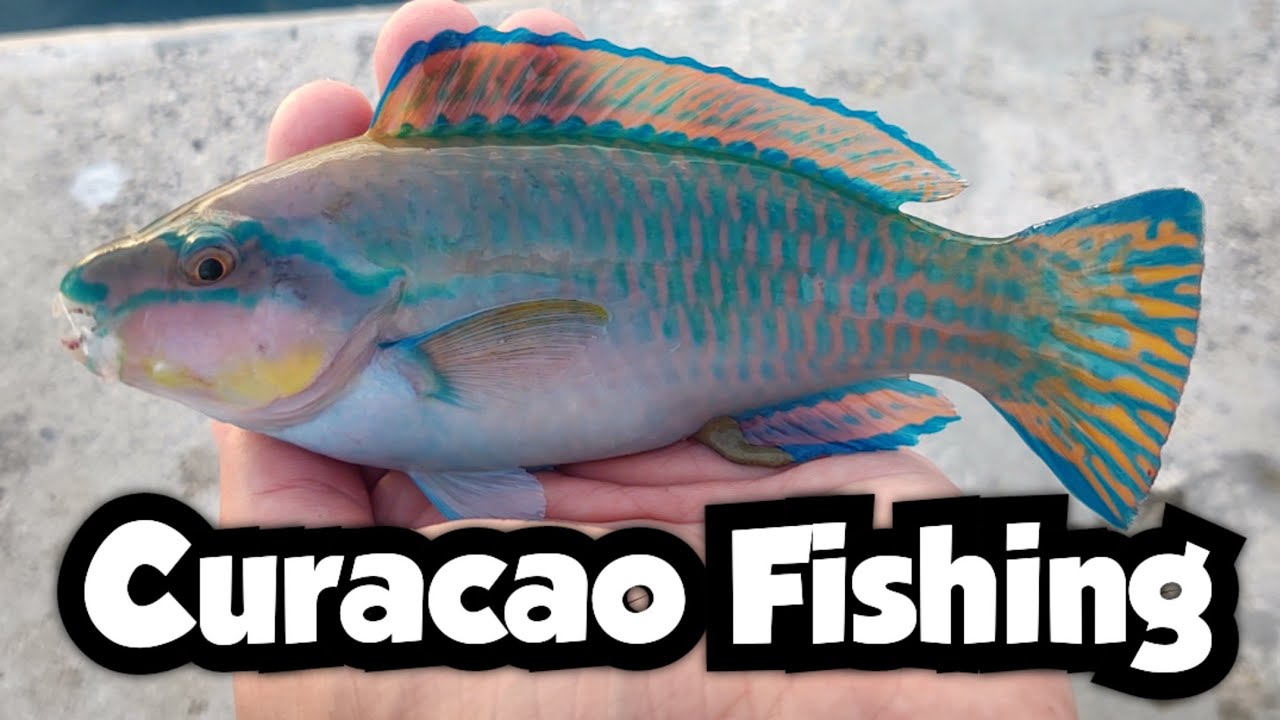 Catching Beautiful Tropical Fishes in Willemstad | Curacao Fishing 🇨🇼