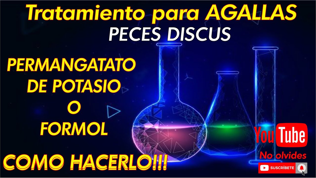 Parásitos de Agallas tratamiento con Formol o Permanganato de Potasio PECES DISCUS