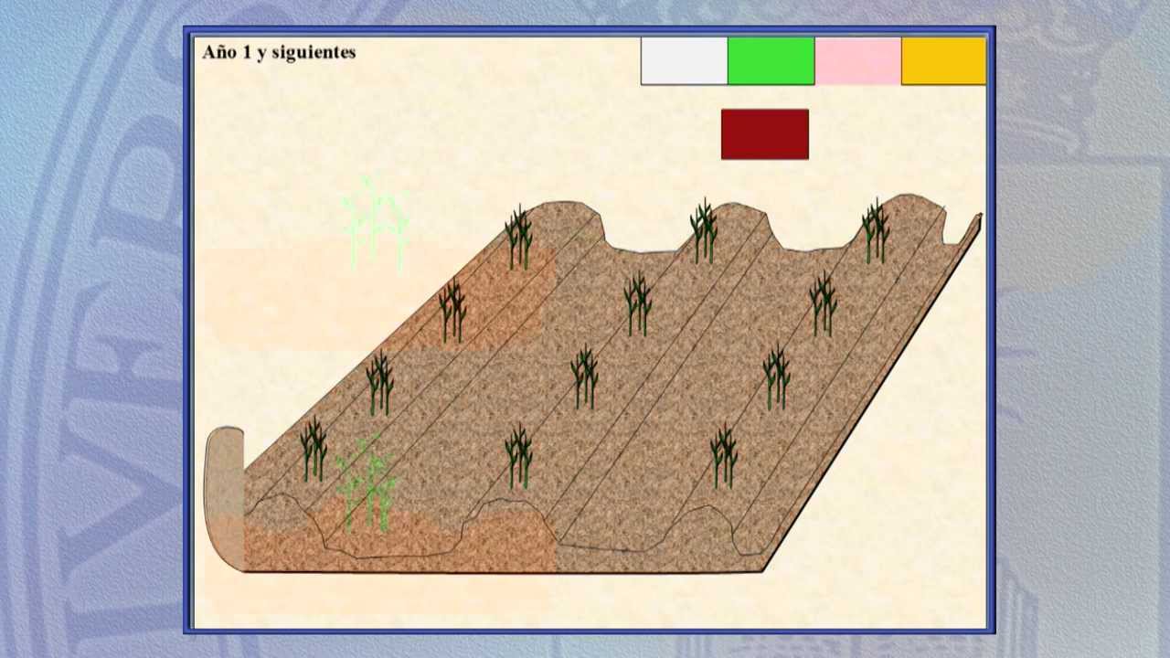 Arboricultura 3.3: Multiplicación: Acodos