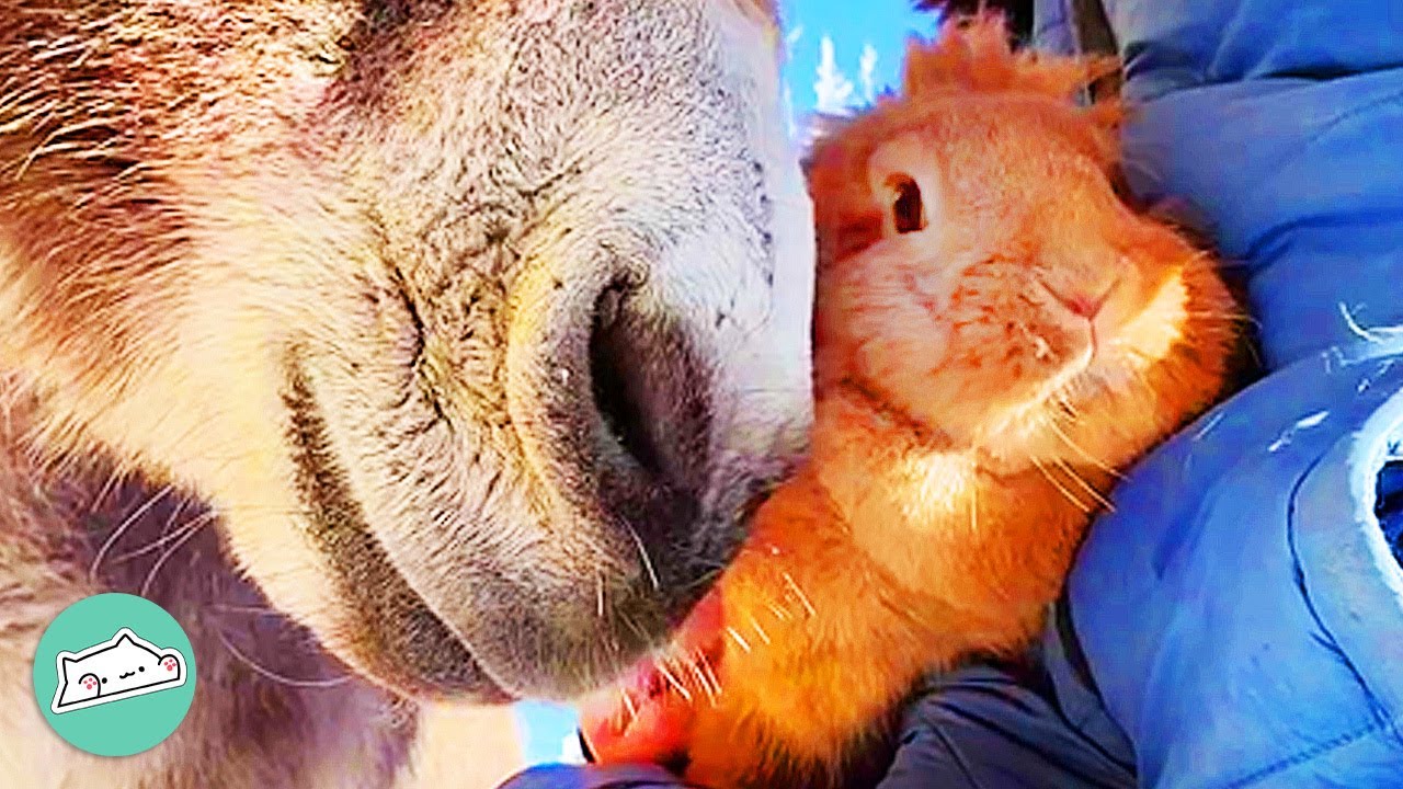 Bunny Is Always Safe When She Is Around Her Donkey BFF | Cuddle Friends