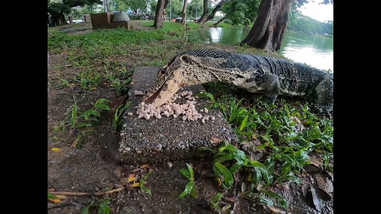 Warane füttern im Lumphini Park in Bankok