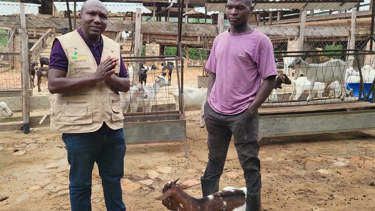 Managing Bottle Jaw in Goats- MeFarms Model