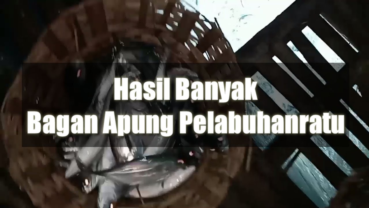 Proses Hasil Jaring Bagan Apung Pelabuhanratu || Hasil Mancing di Bagan Apung