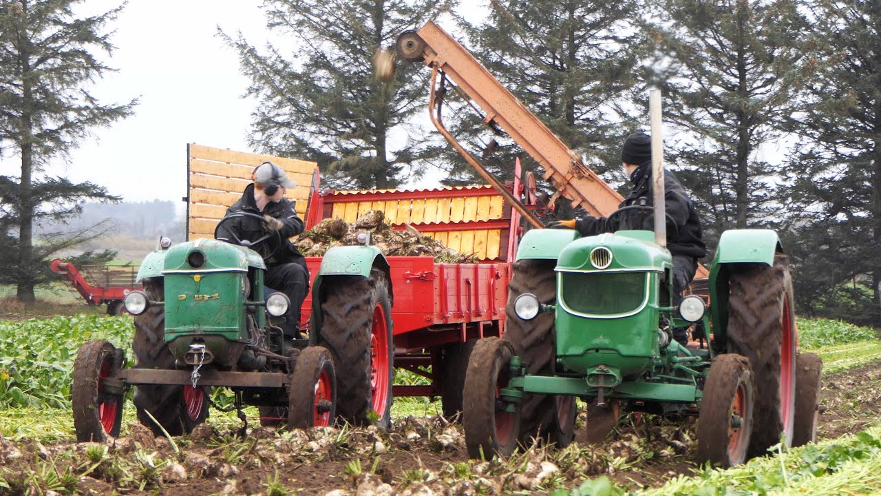 Vintage Sugarbeet Harvest | Lots of Great Tractors in The Field Harvesting Beets