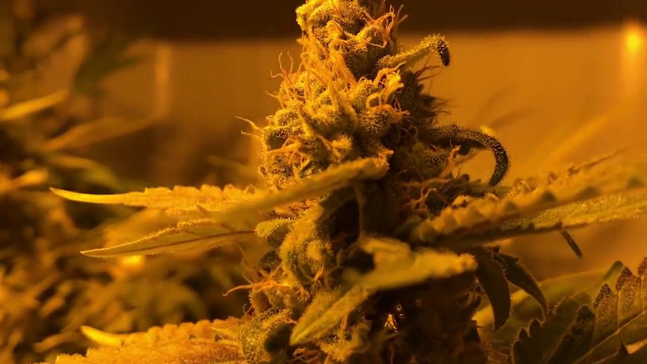 Master Kush indoor grow time lapse and close up