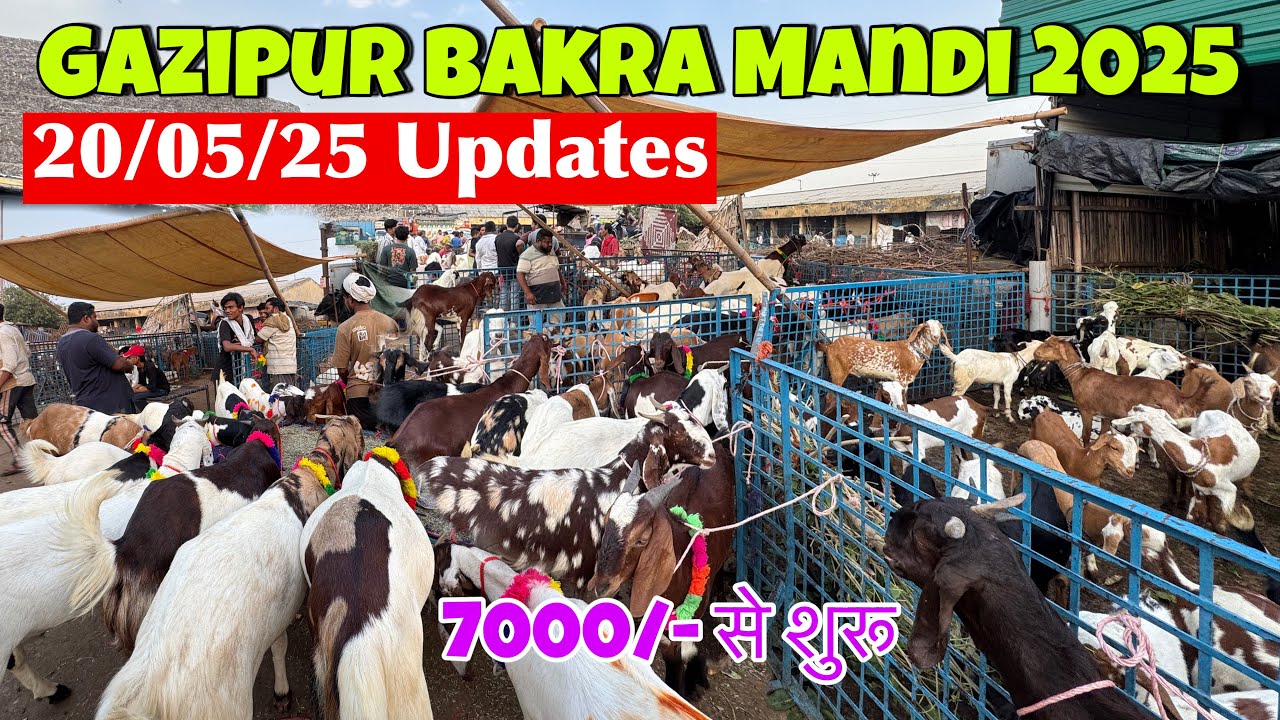 GAZIPUR BAKRA MANDI 2025 LATEST VIDEO |Gazipur Bakra Mandi 2025 | Delhi Bakra Mandi 2025