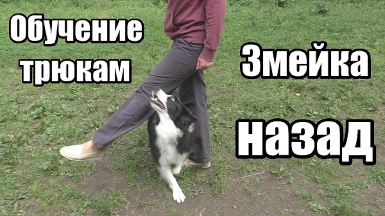 Как научить собаку делать змейку назад