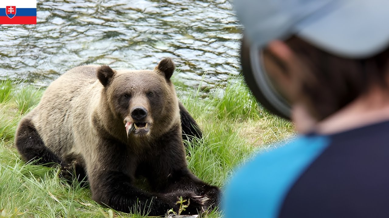 Desivé Strety s Medveďmi Na Slovensku!