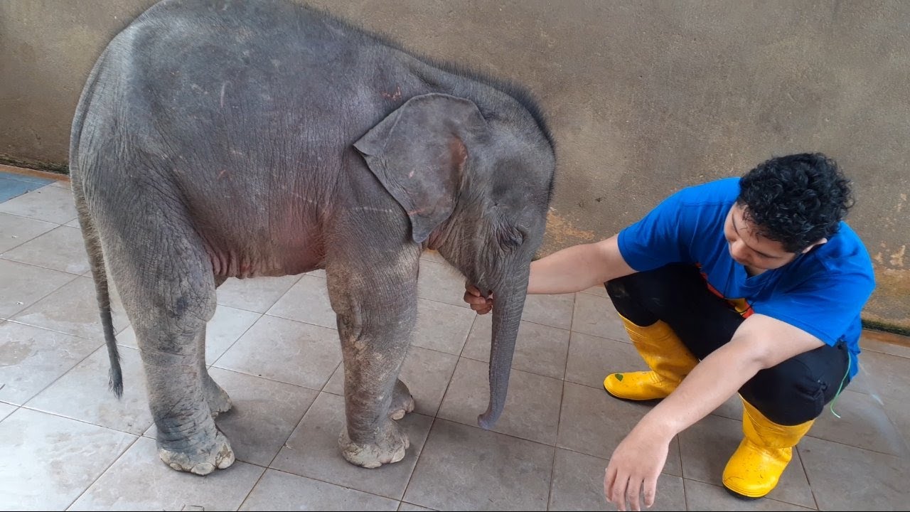 Jumpa Anak Gajah Tepi Jalan & Bela?