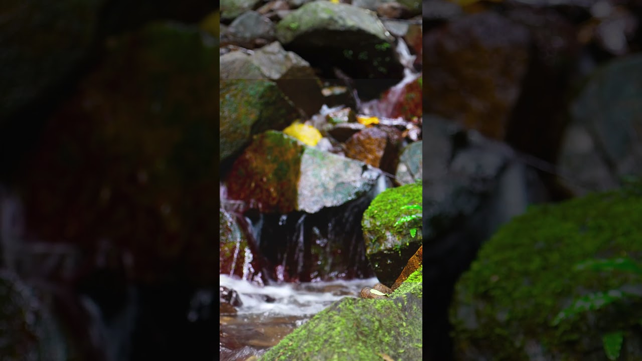 Relax Your Brain with This Peaceful Forest Stream #nature #river #water #forrest