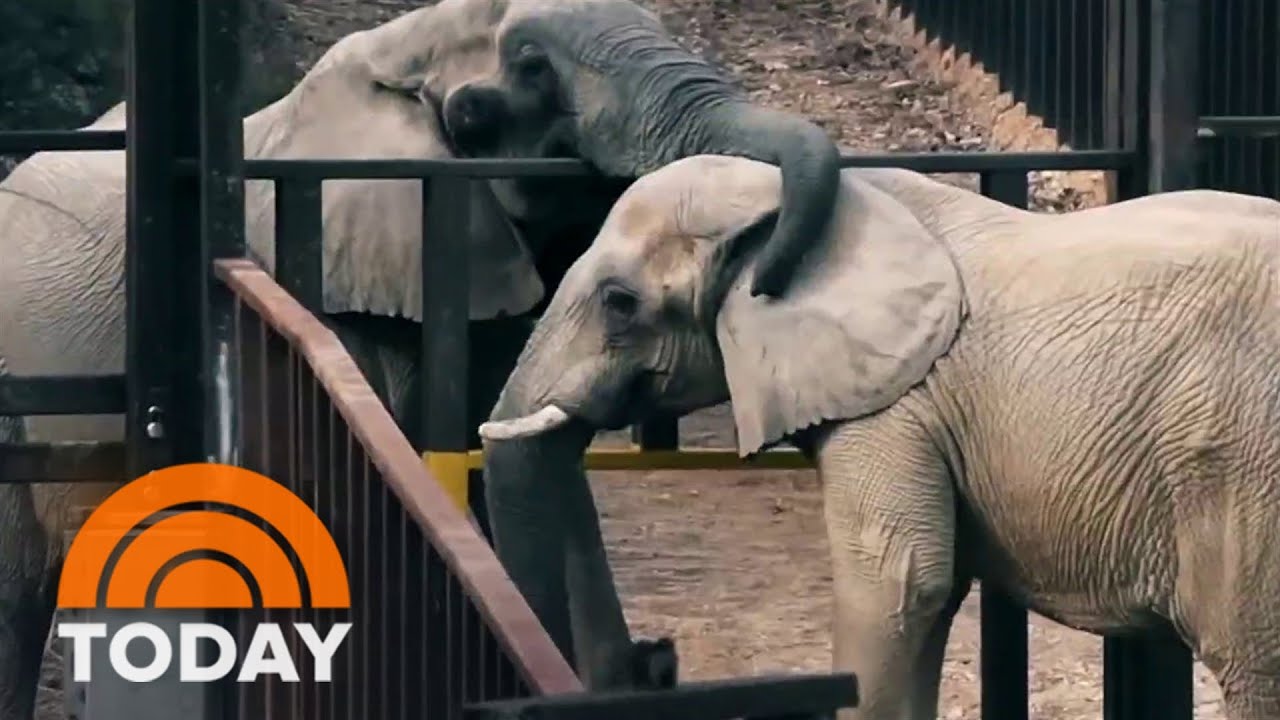 How this sanctuary cares for elephants through their retirement