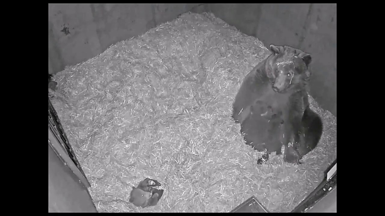 A Day in the Life of a Hibernating Brown Bear and Her Cubs