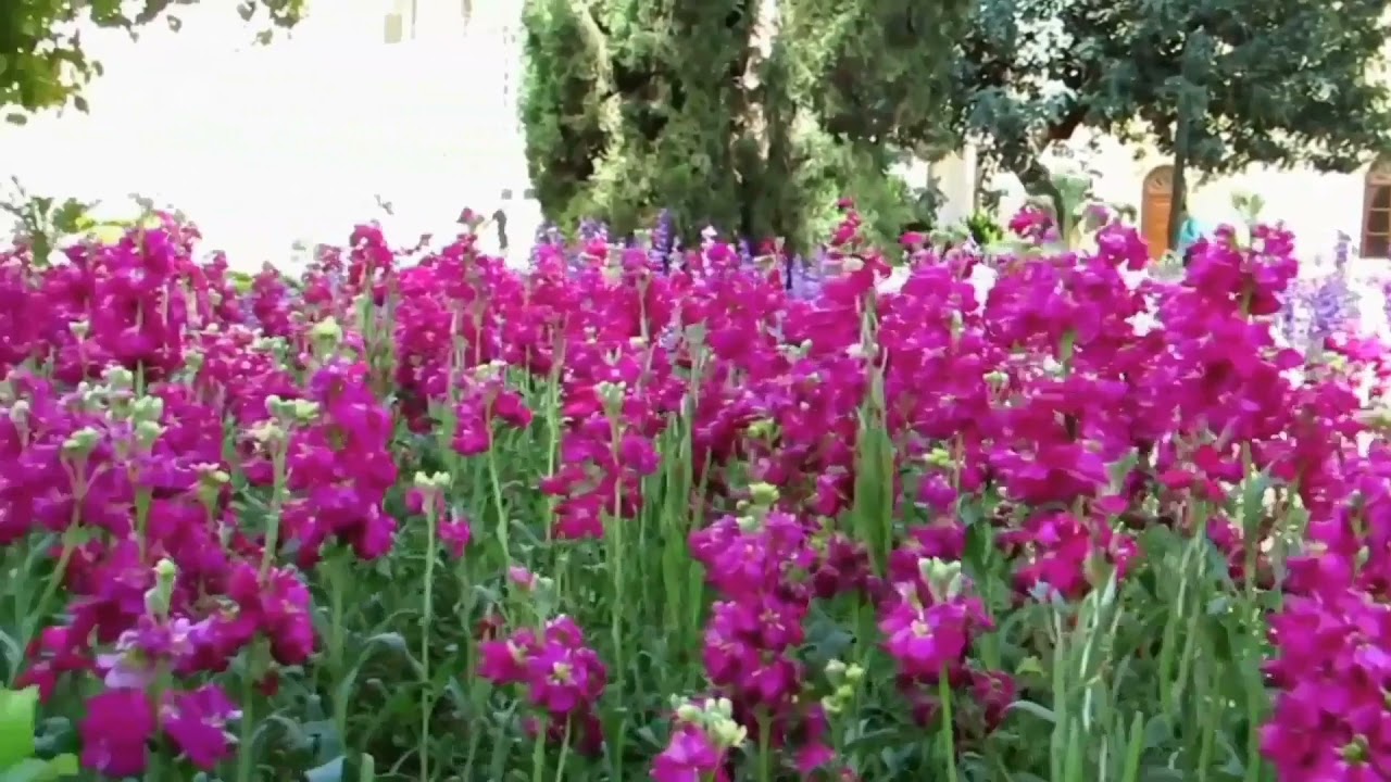 Eram Garden, Shiraz, Iran 🤩🤩