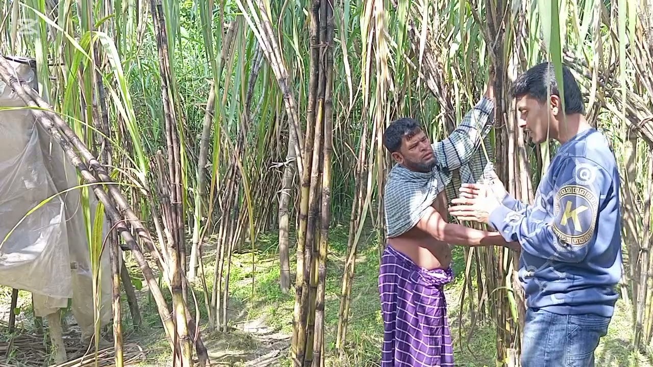 প্রশিক্ষণ ছাড়াই আখ চাষে সফলতা কৃষকের।