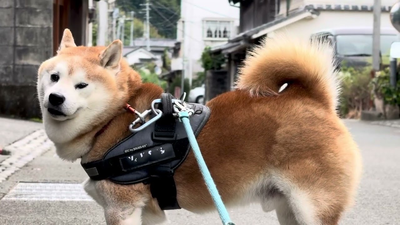 今日は神祭だワン‼️ お天気が心配だワン…🐶💦