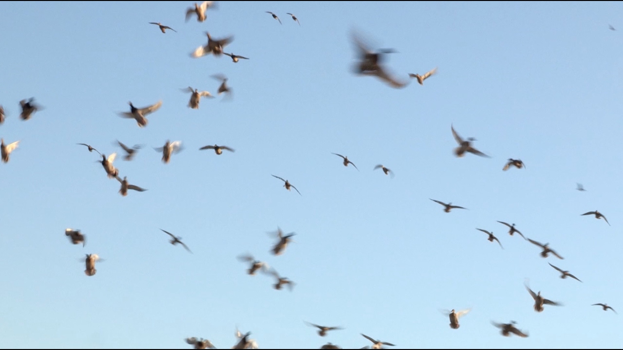 2012 Nevada Duck Hunting - Full Episode Season 4 e8