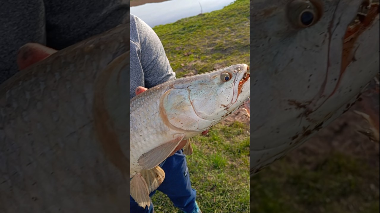 tremenda tarucha 🔥 en el arroyo Nogoy&aacute; #pesca #taruchas #aguantelapesca