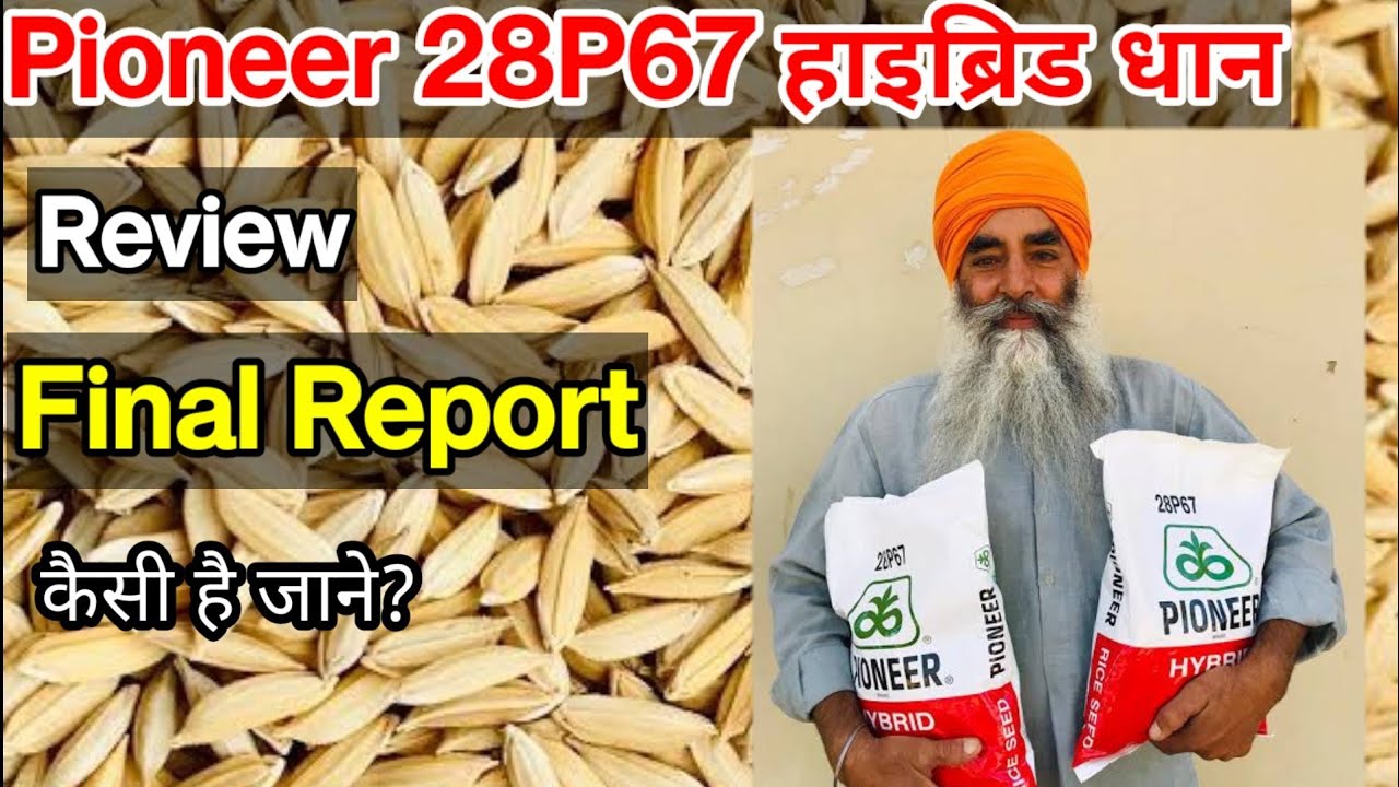 Pioneer 28P67 हाइब्रिड धान | Review | Results in farm field