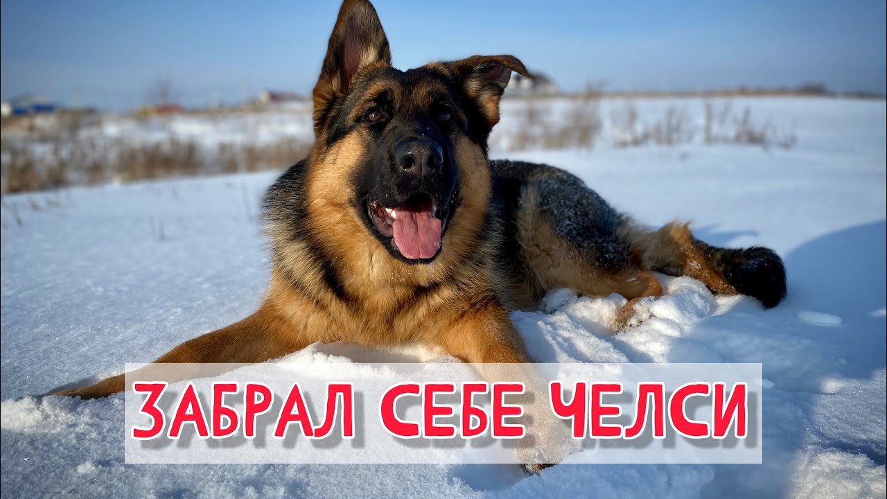 ВЗЯЛ ЕЩЕ ОДНУ ОВЧАРКУ