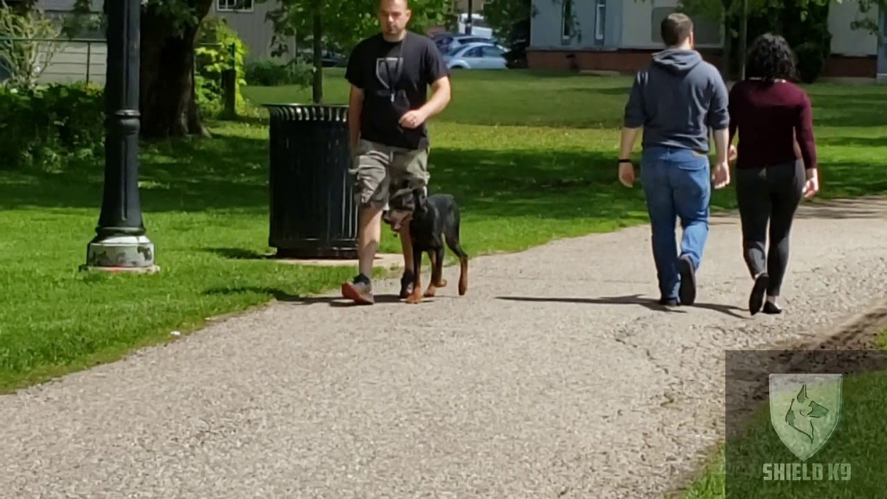 Doberman puppy OFF Leash Training - Shield K9
