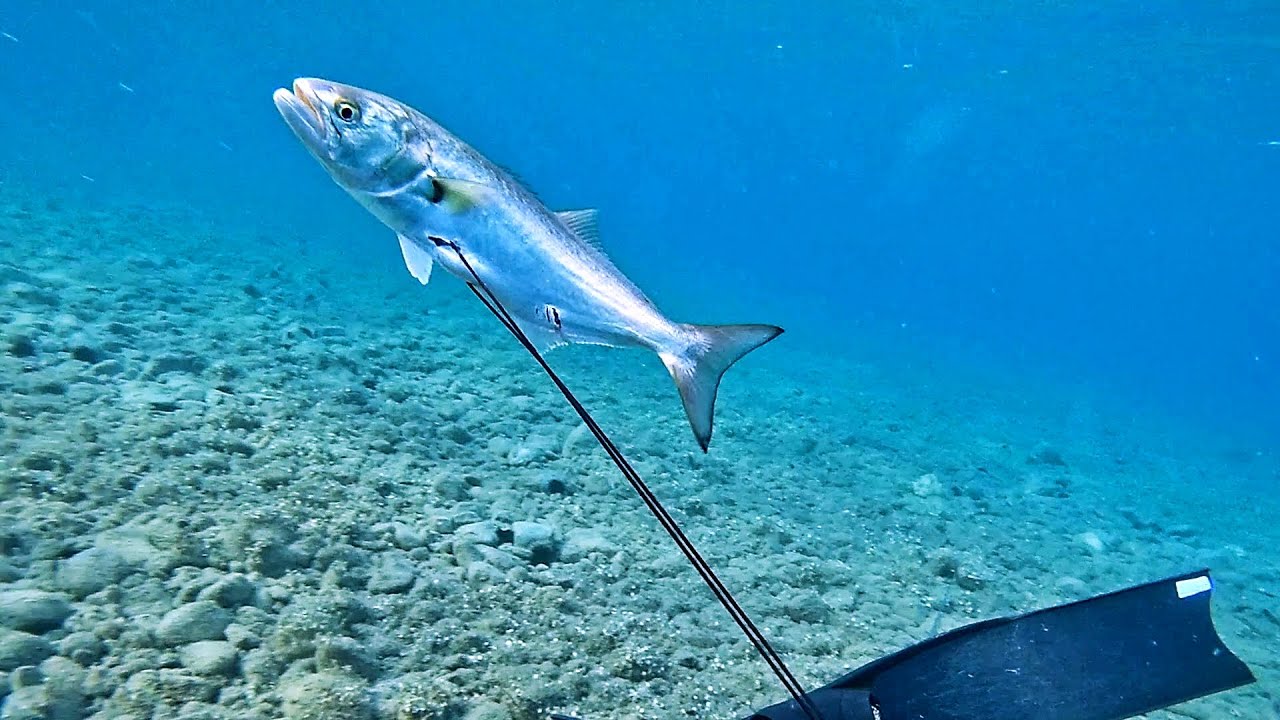 ΠΕΡΙΕΡΓΟ ΓΟΦΑΡΙ ΜΕ ΕΙΔΕ ΣΤΟ 1 ΜΕΤΡΟ ΝΕΡΟ ΚΑΙ ΞΑΝΑΠΕΣΕ ΜΕ ΤΑ ΜΟΥΤΡΑ ΠΑΝΩ ΜΟΥ!/CURIOUS BLUEFISH IN 1m!