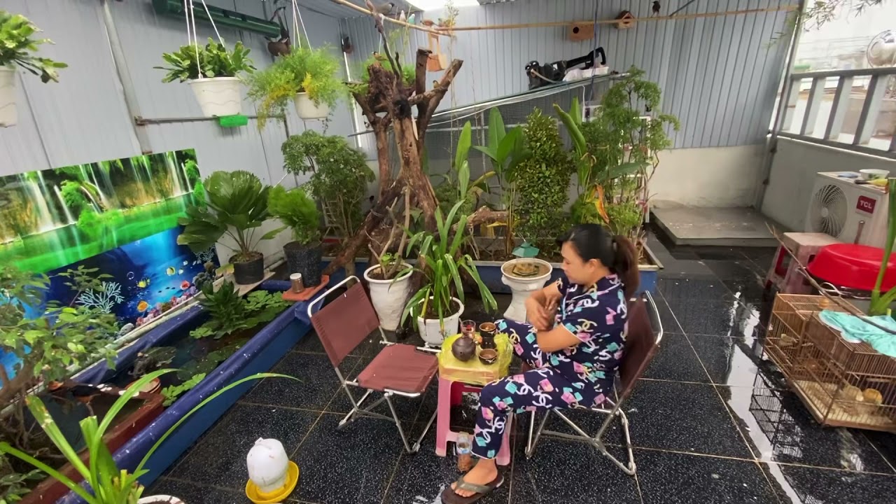 Vườn chim aviary sân thượng