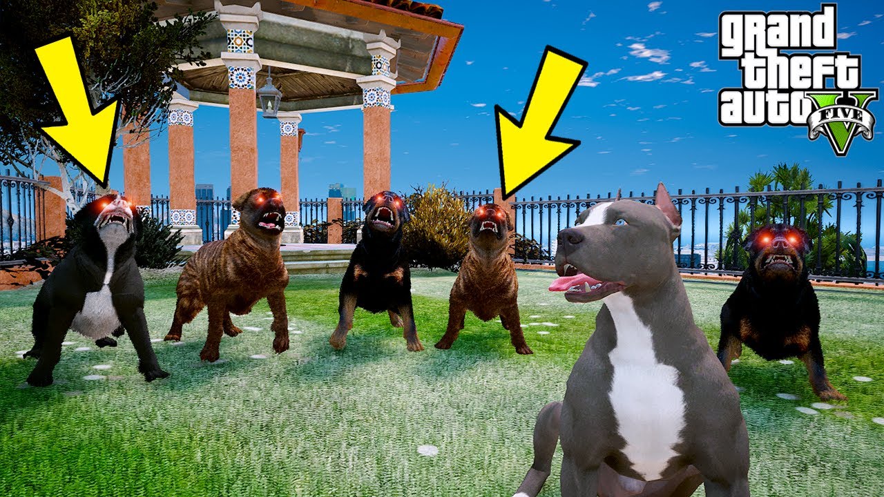 YAVRU PİTBULL TEK BAŞINA 5 AÇ SOKAK KÖPEĞİYLE BOĞUŞUYOR! - GTA 5