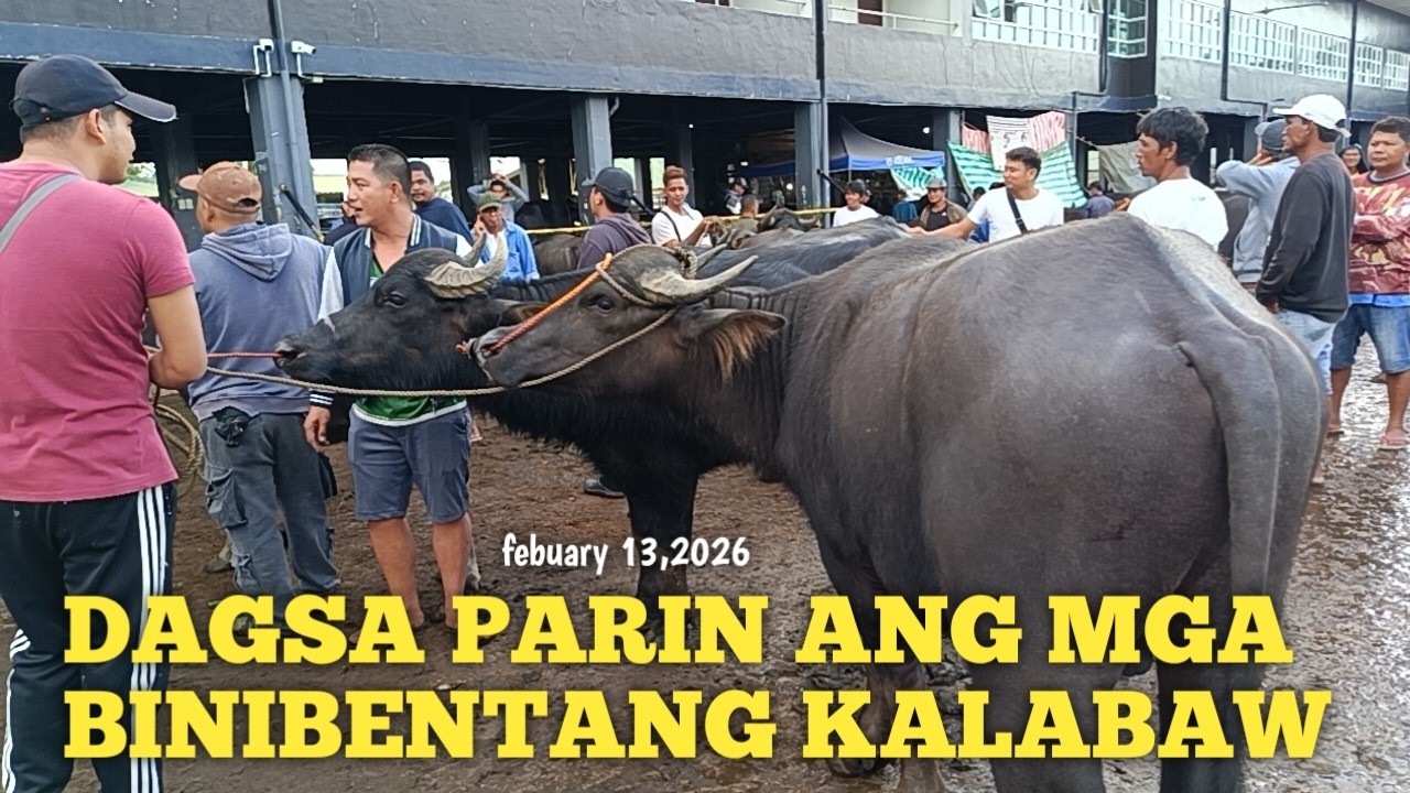 Mga Bufalo at Kalabaw dagsa ngayon!!Padre Garcia Batangas