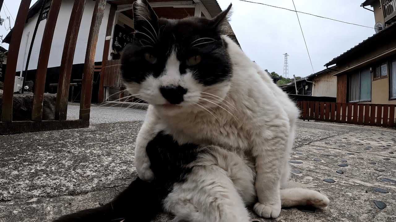 男木島　なんか会う度にだんだん巨大化してきてないかｗ ちょっとメタボな民宿の招き猫が打ち上げられたトドの如く地面に横たわる