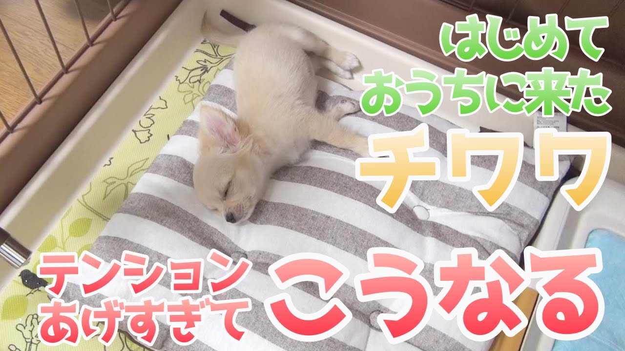 【生後２ヶ月チワワ】初めておうちにお迎え！…テンションあげすぎた反動でぐっすり眠る姿がカワイイ／ チワワのノア #2