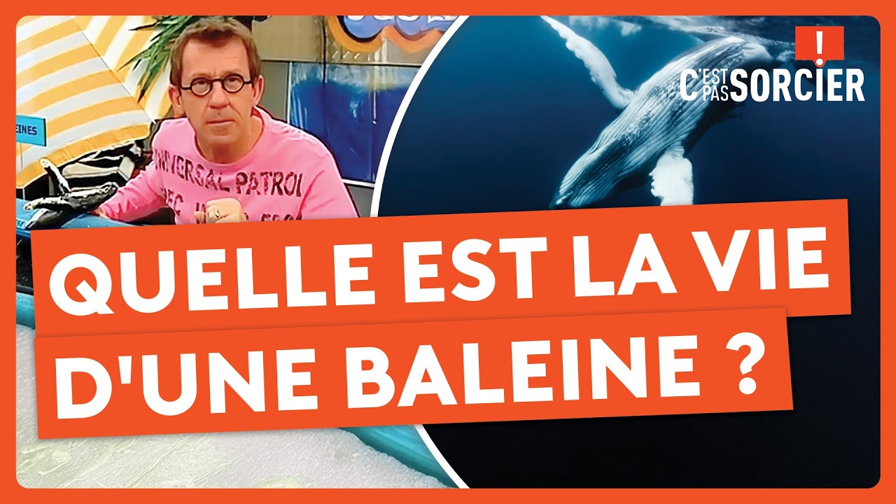 Quelle est la vie d'une baleine ? - C'est pas sorcier