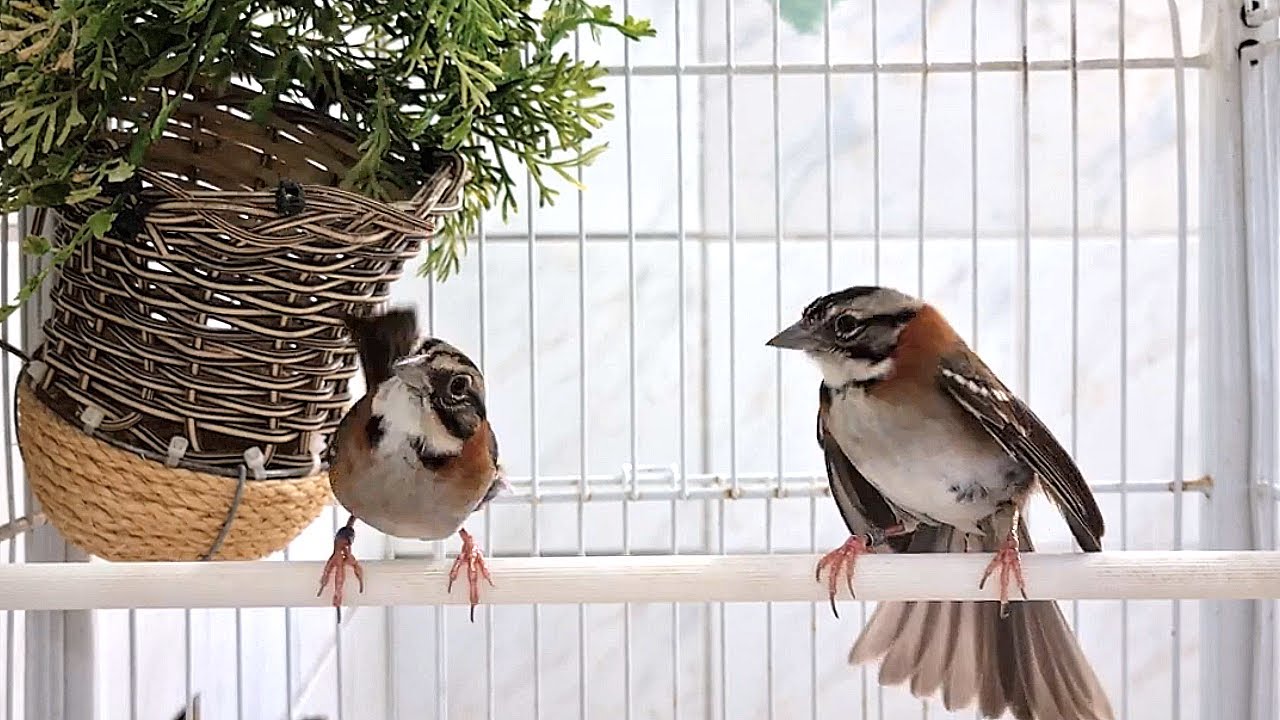 Tico tico galanteando fêmea vídeo ideal para começar esquentar os casais !!