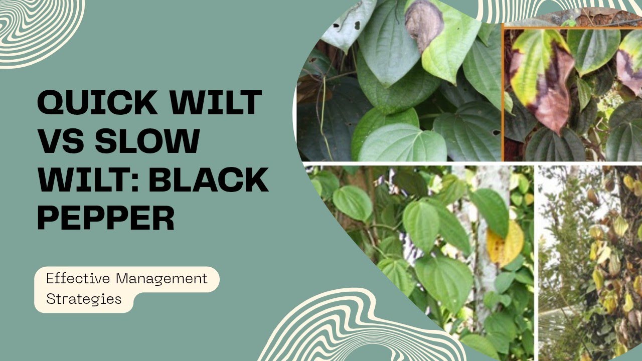 Quick wilt VS Slow wilt in Black pepper Complete management #farming #agriculture #blackpepper 